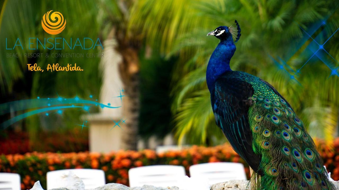 La Ensenada Beach Resort Tela Kültér fotó